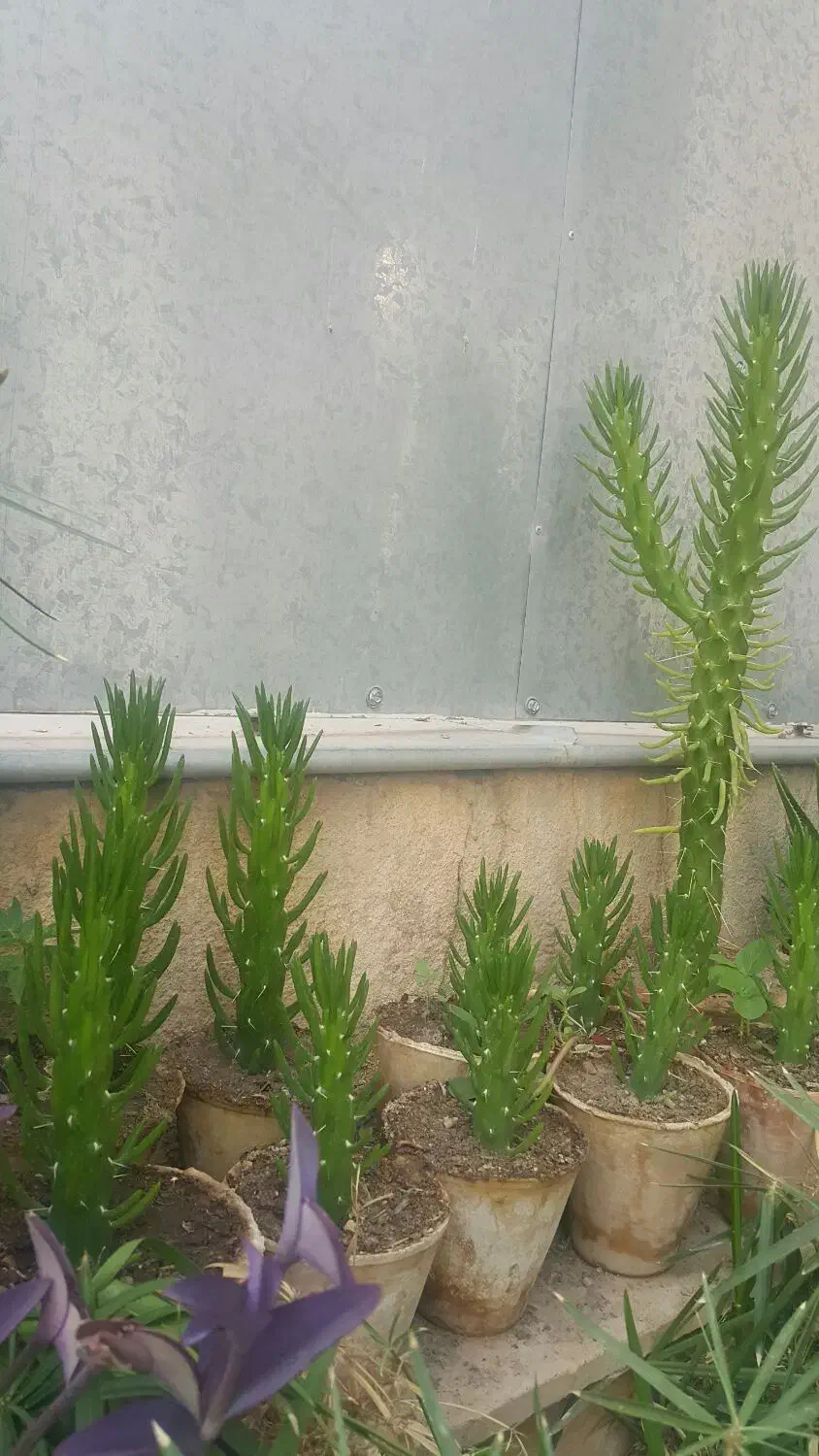 کاکتوس|گل و گیاه طبیعی|شیراز, کوی آزادگان|دیوار