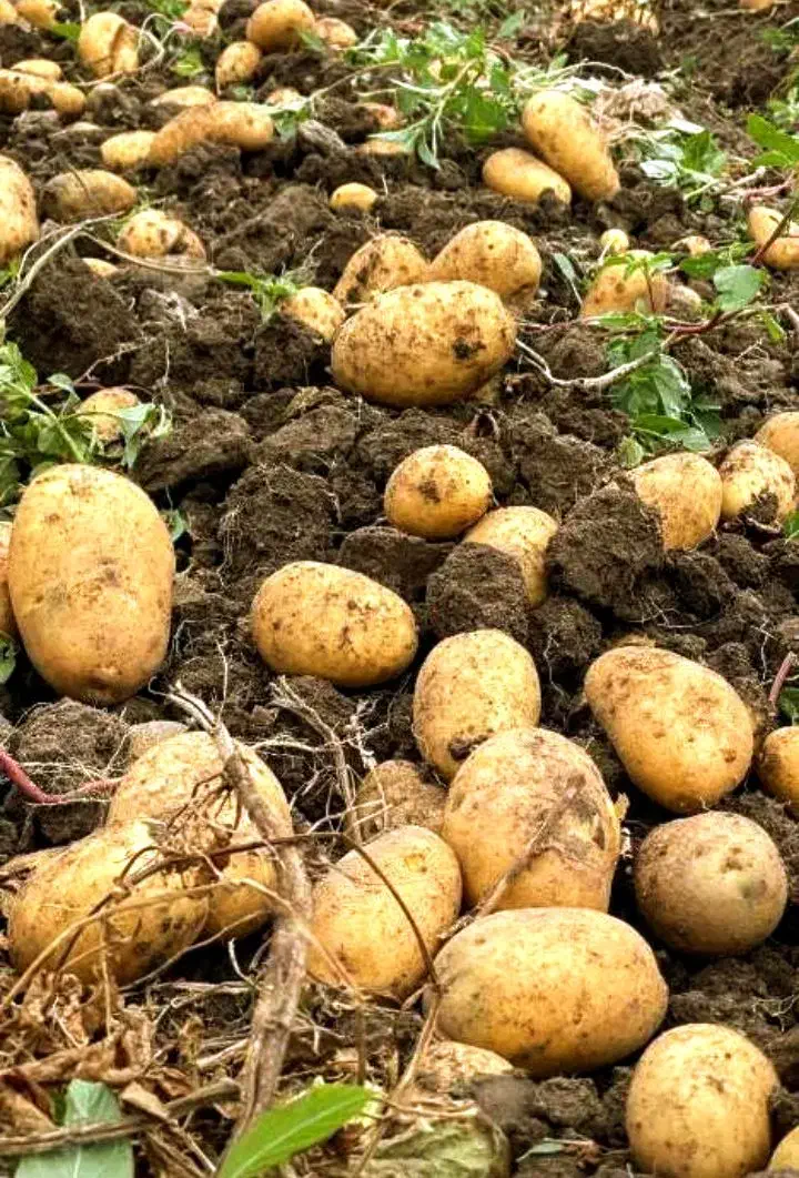فروش سیب زمینی|خوردنی و آشامیدنی|دوتپه, |دیوار