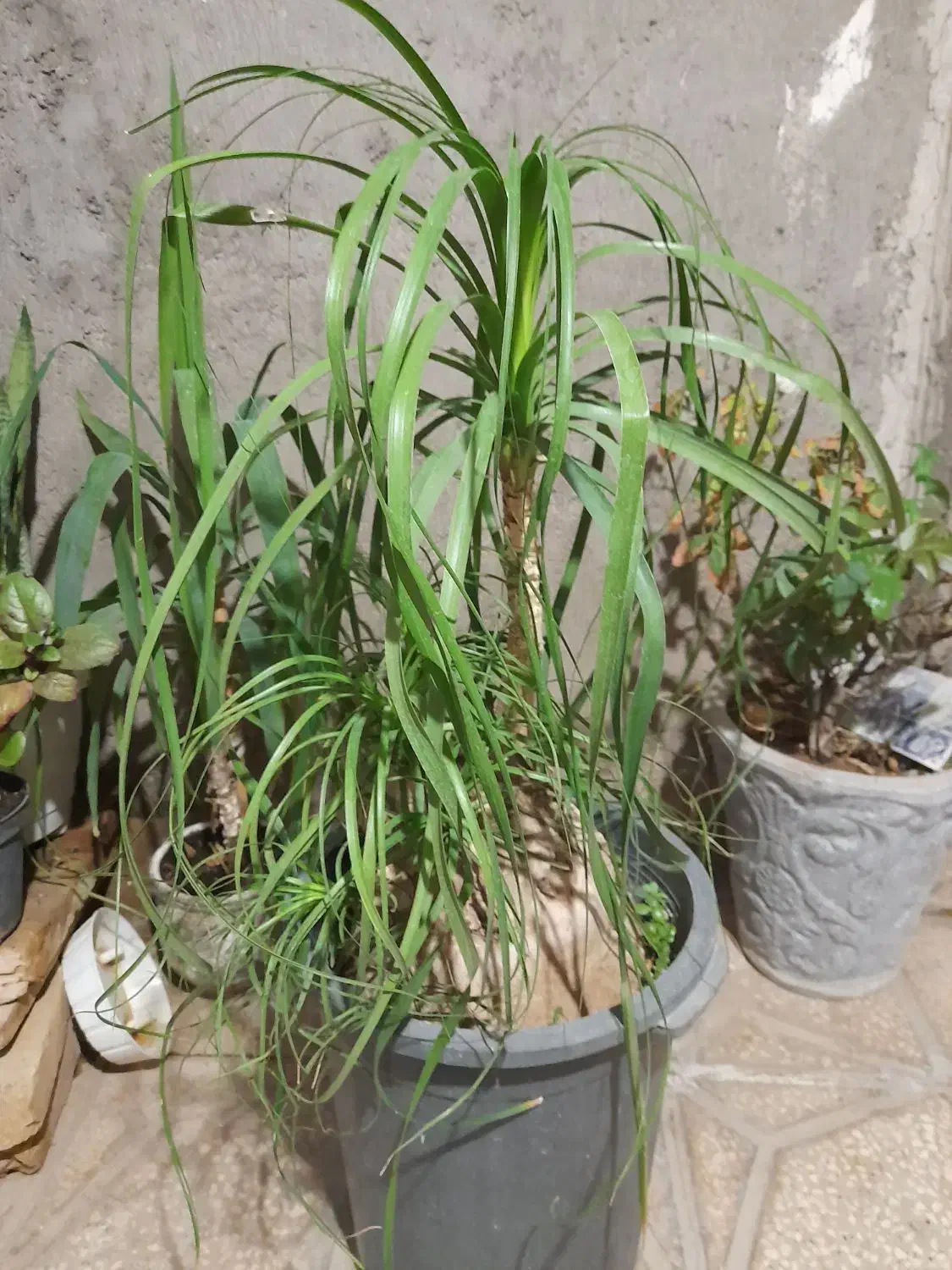 گل و گل آپارتمانی|گل و گیاه طبیعی|کاشمر, |دیوار