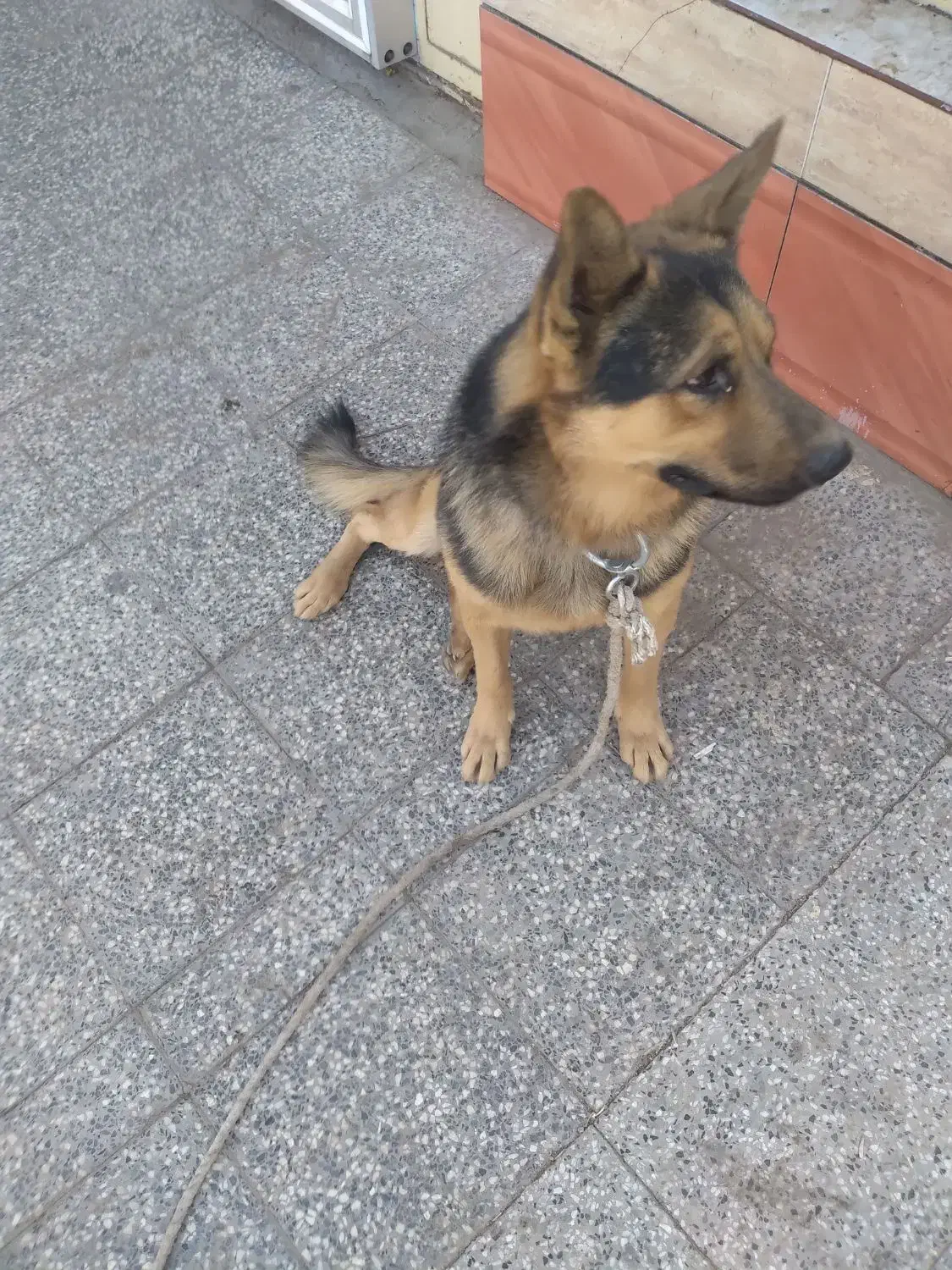 سگ ژرمن|سگ|زرند, |دیوار