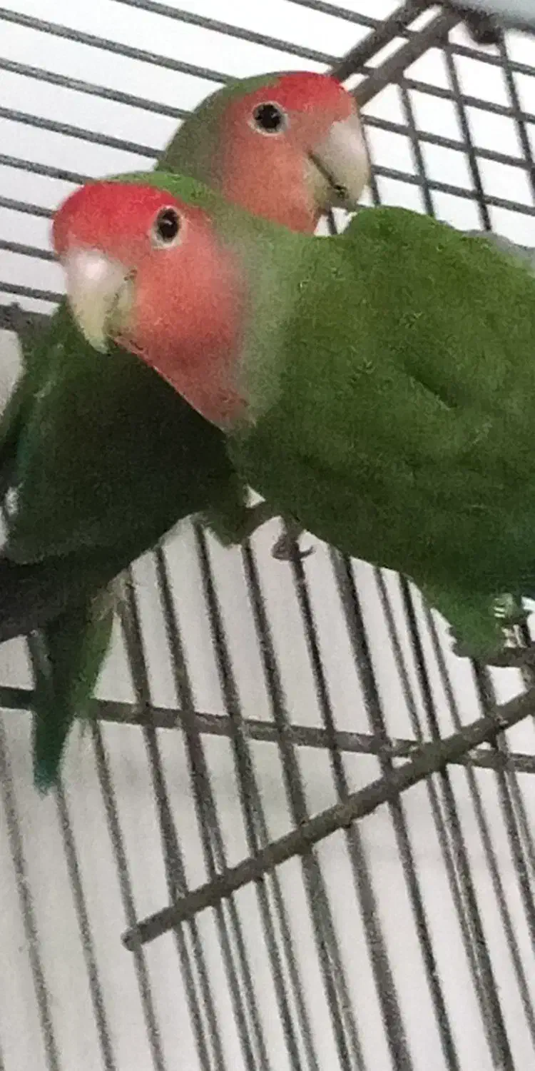 جفت کوتوله برزیلی جوجه مرغ عشق 1 کوتوله برزیلی نر|پرنده|نیشابور, فردوسی جنوبی|دیوار