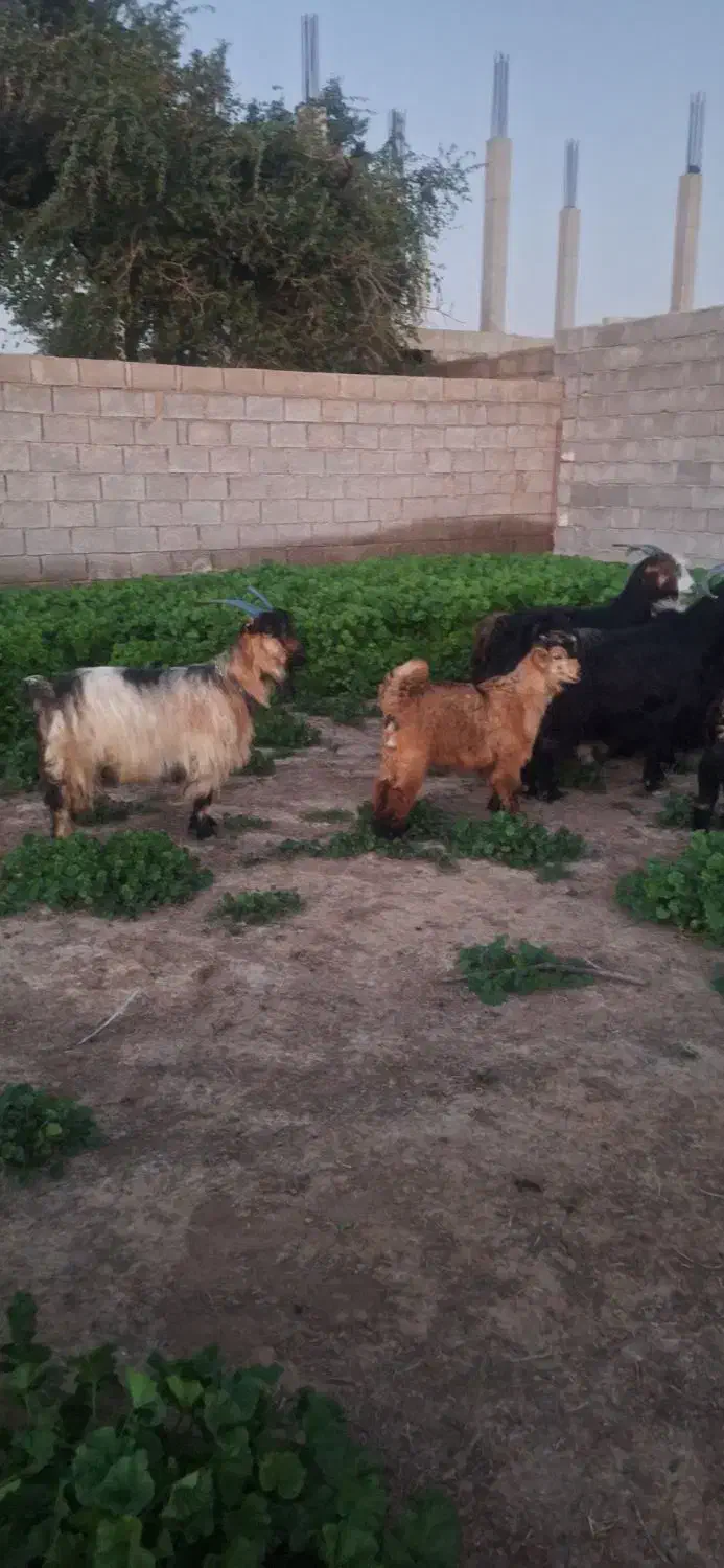 بزترکی|حیوانات مزرعه|گتوند, |دیوار