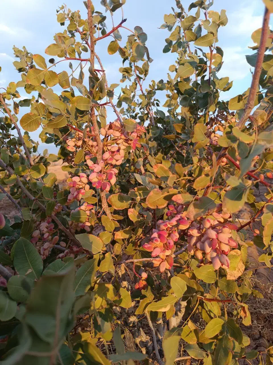 فروش باغ کشاورزی پسته احمدآقای  با سهمیه آب چاه|فروش دفتر صنعتی، کشاورزی، تجاری|نیریز, |دیوار