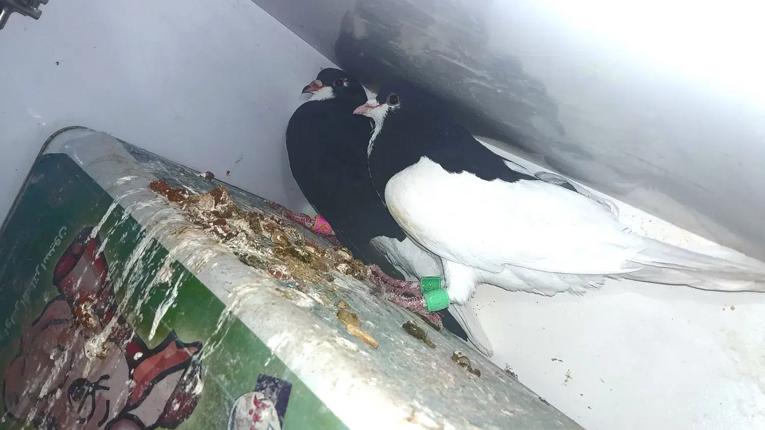 کف..تر شهری|حیوانات|شیراز, محراب|دیوار