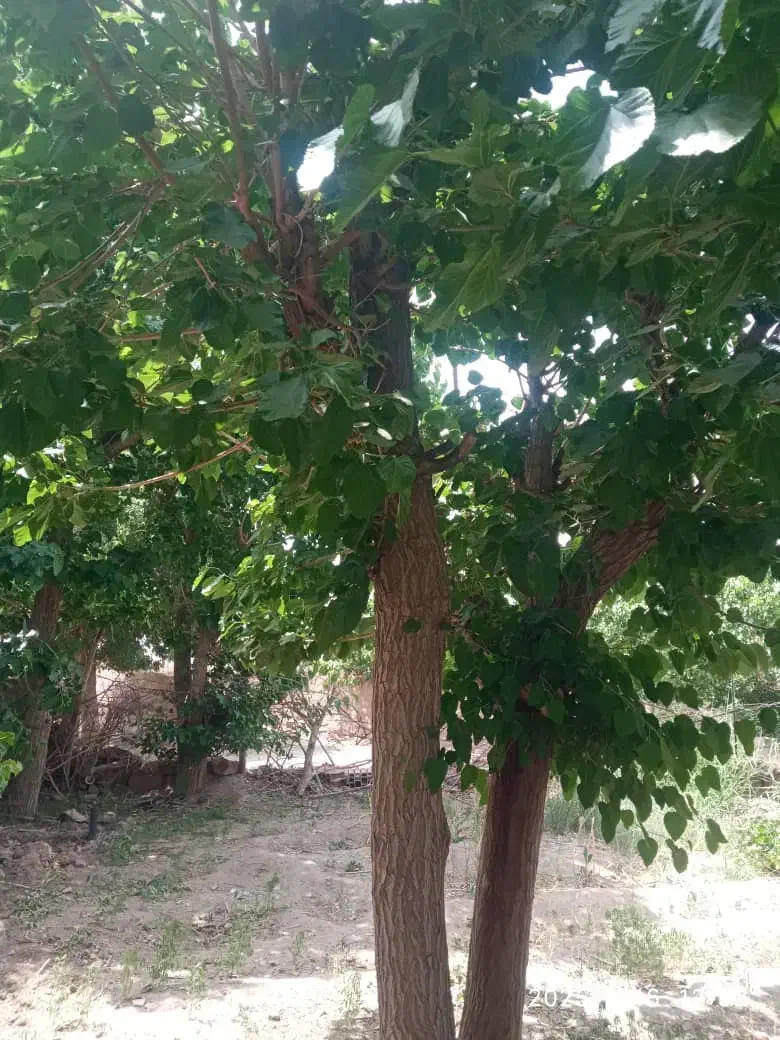 باغ پردیس بالاتر از شن شویی|فروش دفتر صنعتی، کشاورزی، تجاری|سبزوار, کراب|دیوار