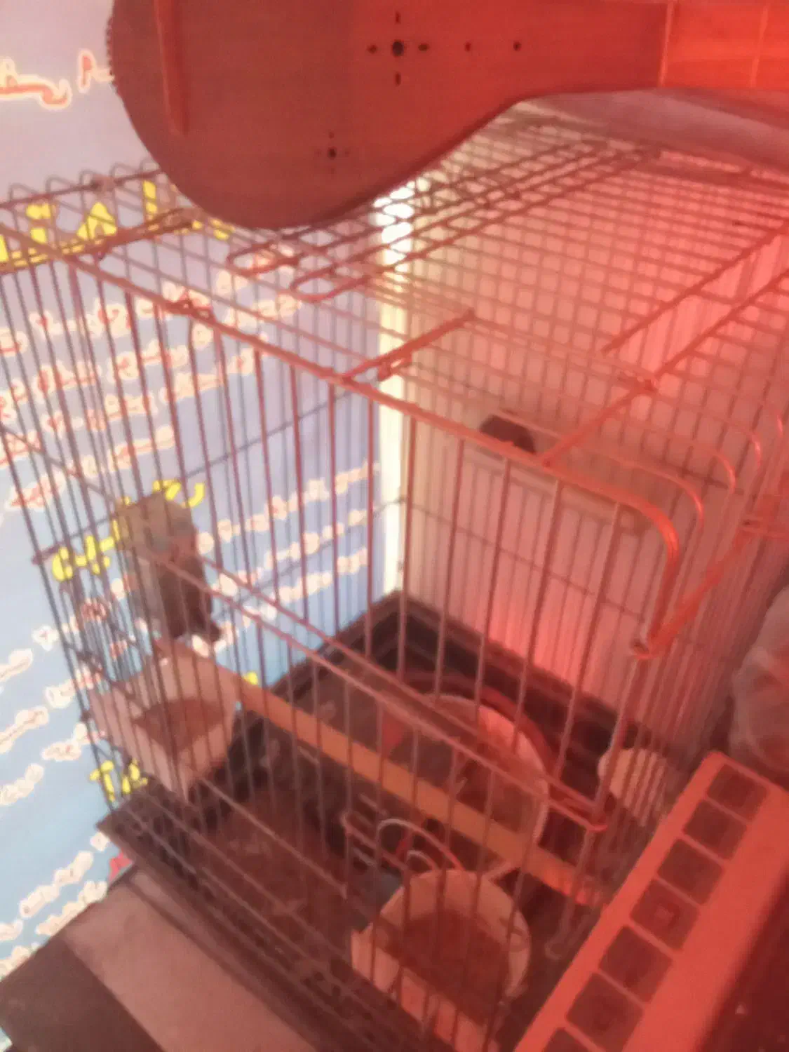 قفس پرنده|لوازم جانبی حیوانات|فردیس, فردیس|دیوار