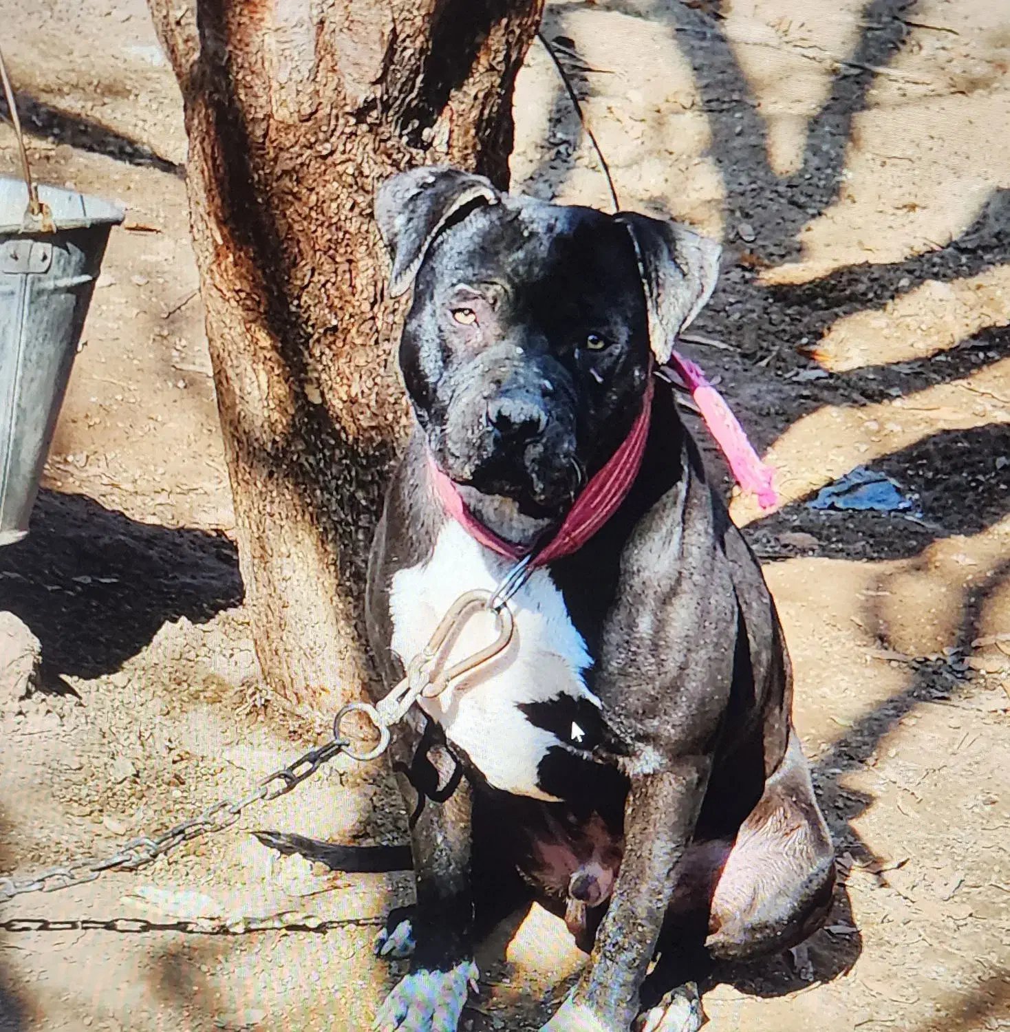 سگ پیت بول|سگ|قزوین, |دیوار