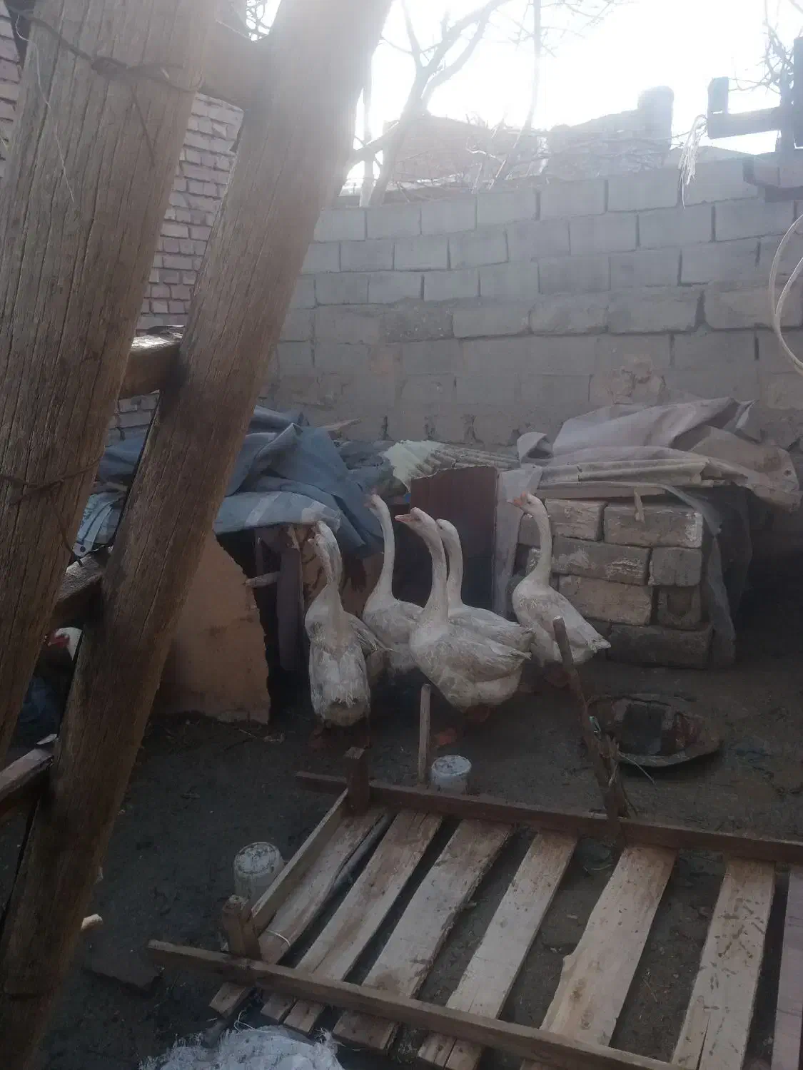 غاز|حیوانات مزرعه|نقده, |دیوار