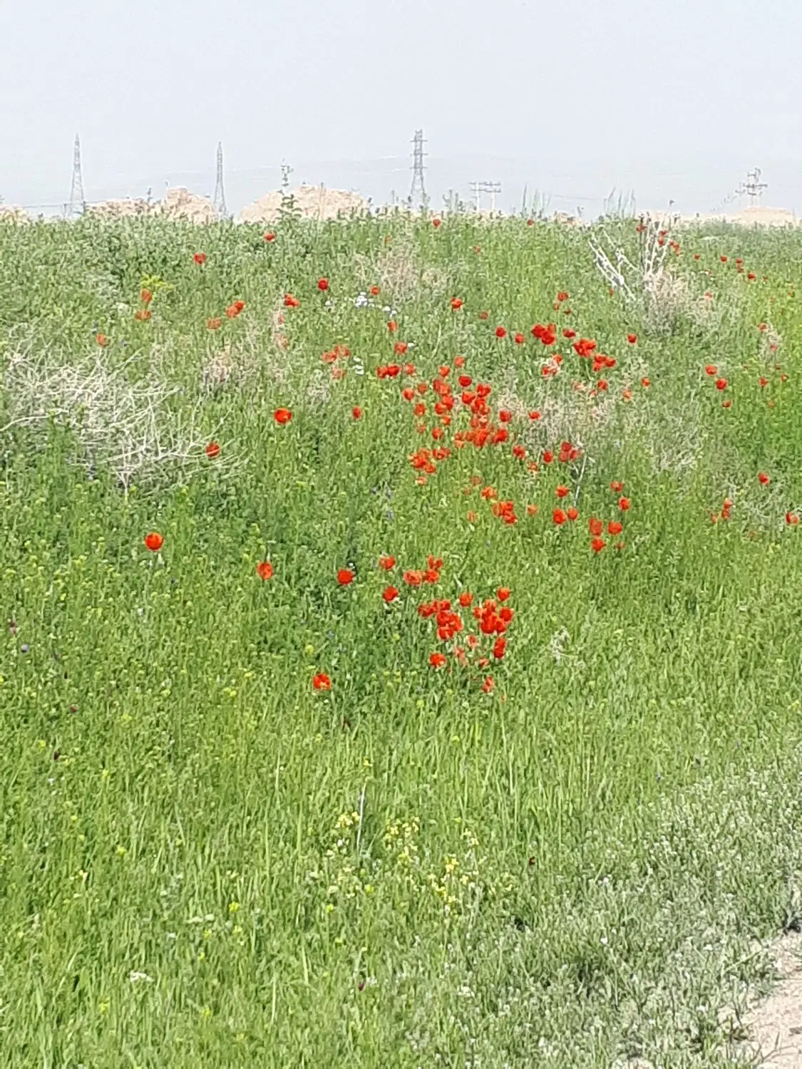 کود اوره|خدمات باغبانی و درختکاری|جوکار, |دیوار