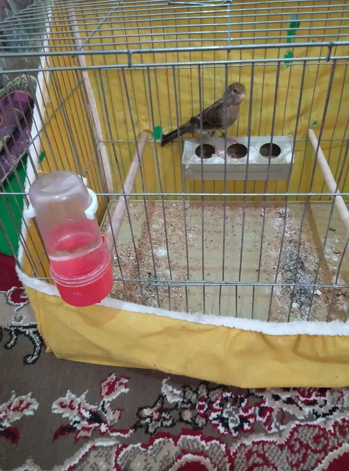 قناری ماده سبز|پرنده|فارسان, |دیوار