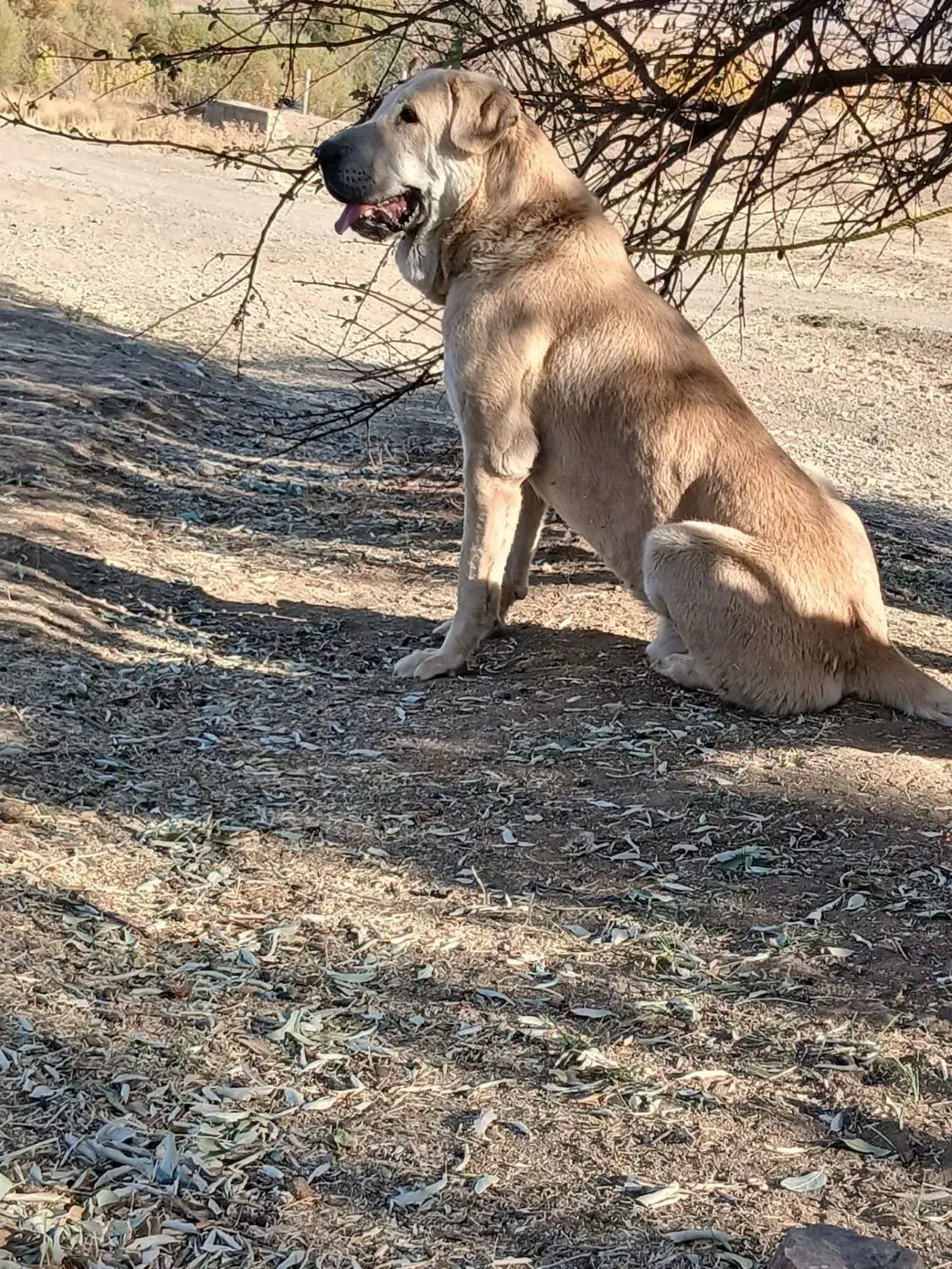 سگگ|سگ|زنجان, |دیوار