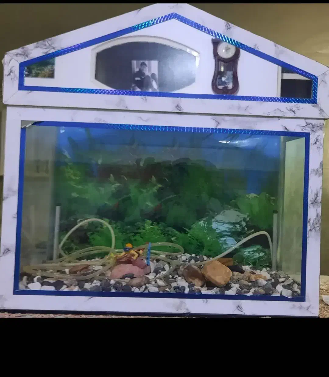 آکواریوم|ماهی|قم, شهر قائم|دیوار