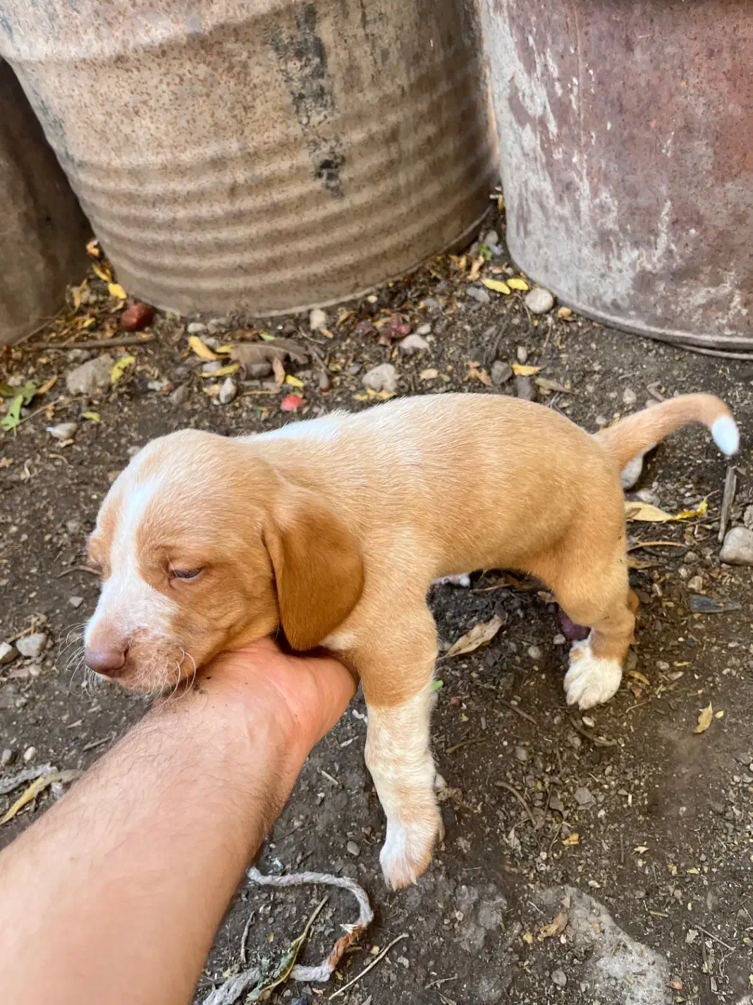 واگذاری توله شکاری|سگ|صادق آباد, |دیوار