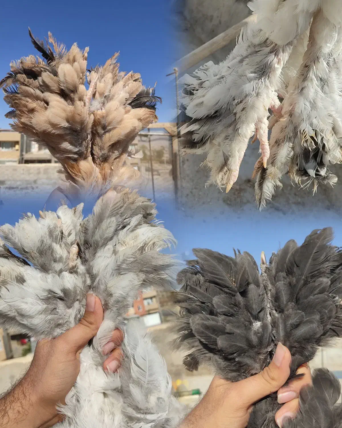 مرغ خروس جوجه برهما لایت بلک بوف بلو پاتریچ لمون|حیوانات مزرعه|تهران, گیشا|دیوار