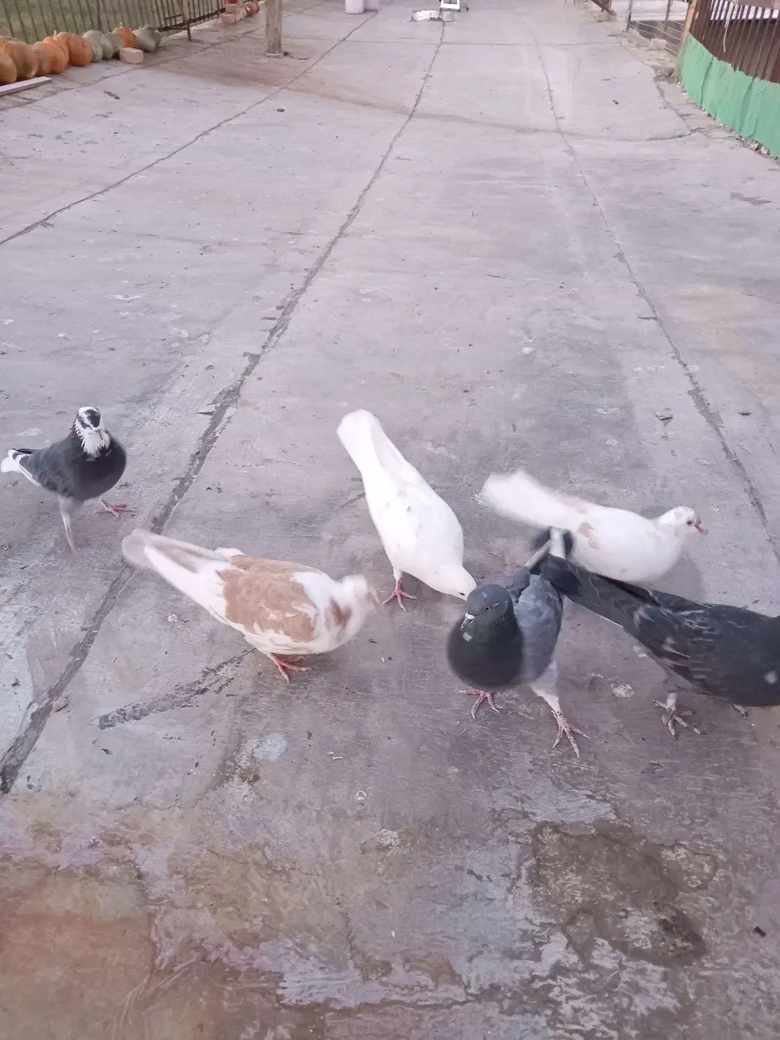 کفتر|پرنده|سربند, |دیوار