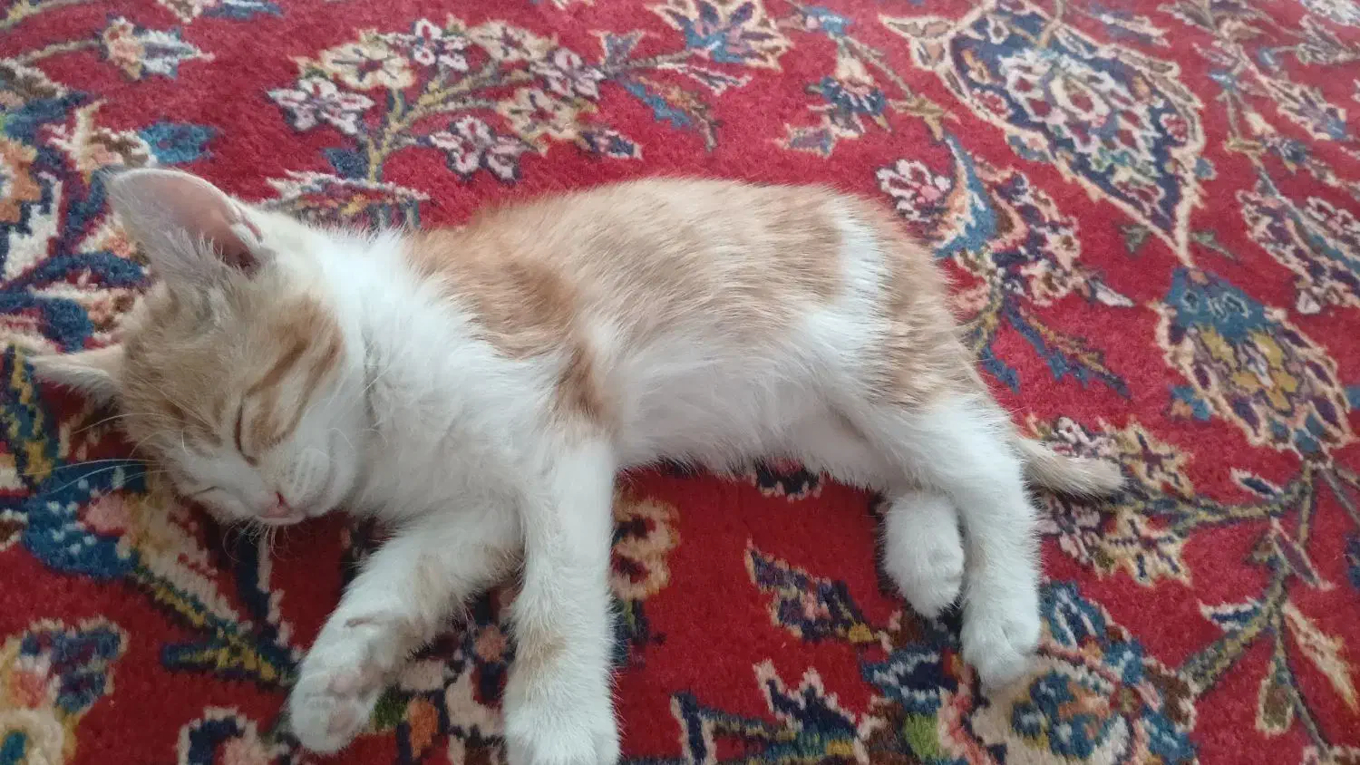 فروشی|گربه|مراغه, |دیوار