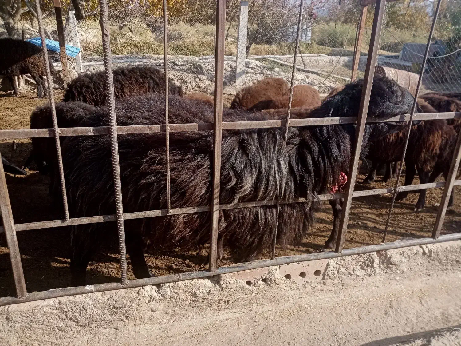 قوچ دامازلیخ|حیوانات مزرعه|بناب, |دیوار