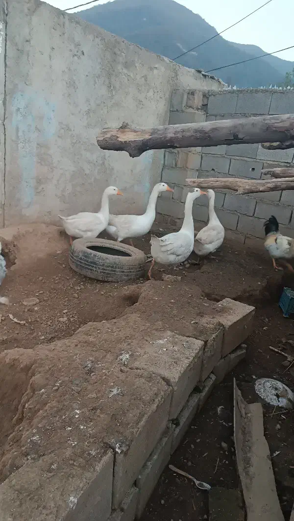 چهارعدد قوغاز بزرگ نزدیک تخم قیمت مناسب|حیوانات مزرعه|خان ببین, |دیوار