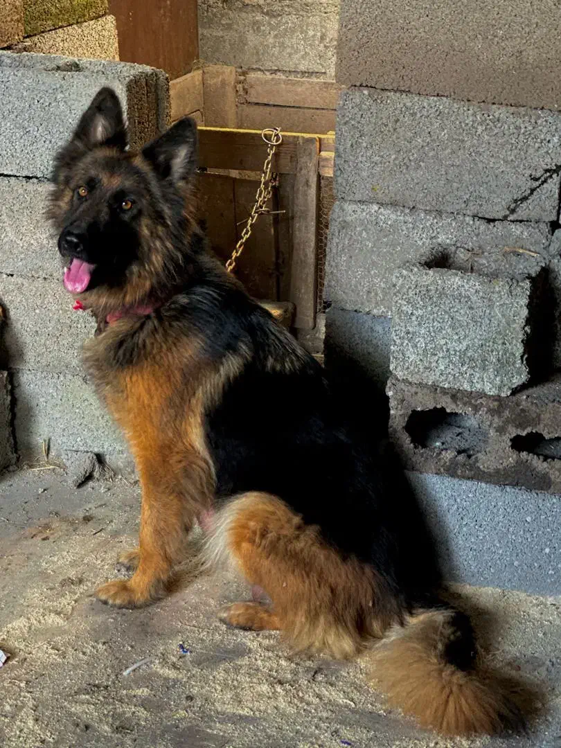 واگذاری توله ژرمن شولاین و مالینویز|سگ|خمام, |دیوار