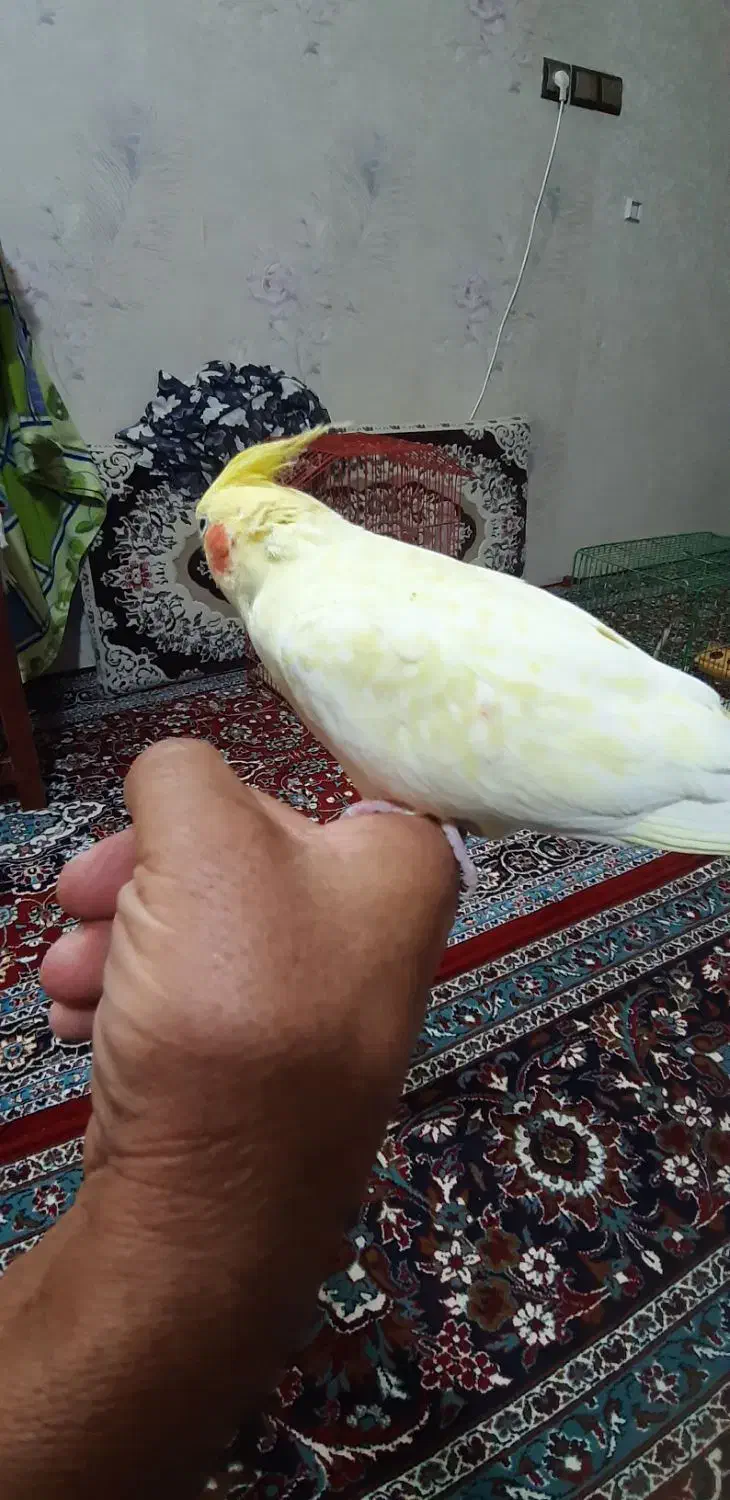 عروس هلندی|پرنده|مشهد, حجت|دیوار