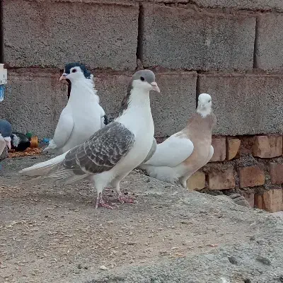 8عدد کبوتر سرحال|پرنده|شامکان, |دیوار