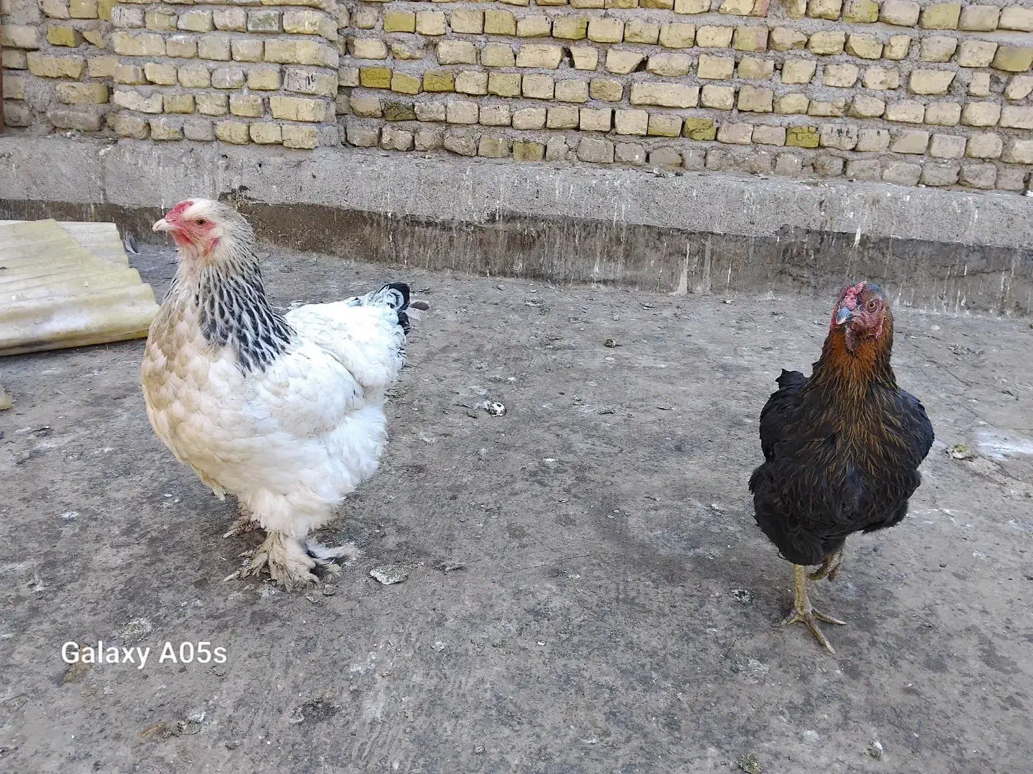 مرغ وخروس|حیوانات مزرعه|مشهد, نیزه|دیوار