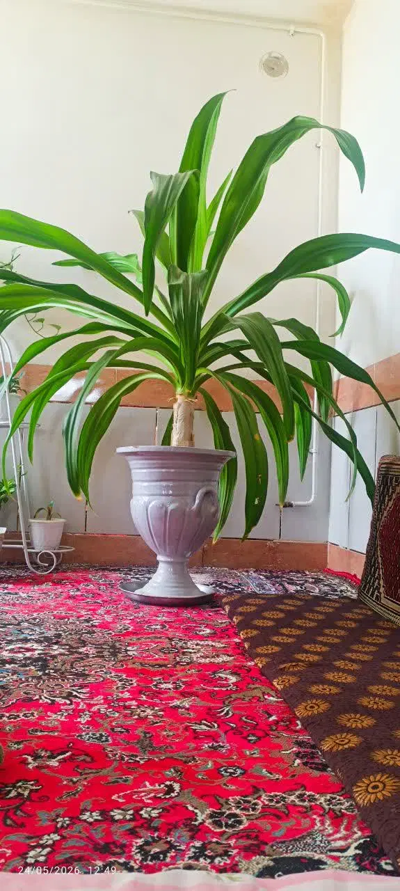 گل برگ موزی|گل و گیاه طبیعی|بم, |دیوار
