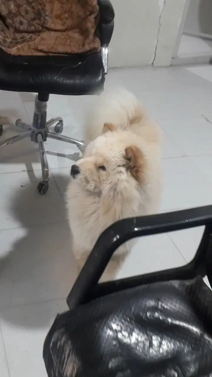 چاو چاو|سگ|ارومیه, |دیوار