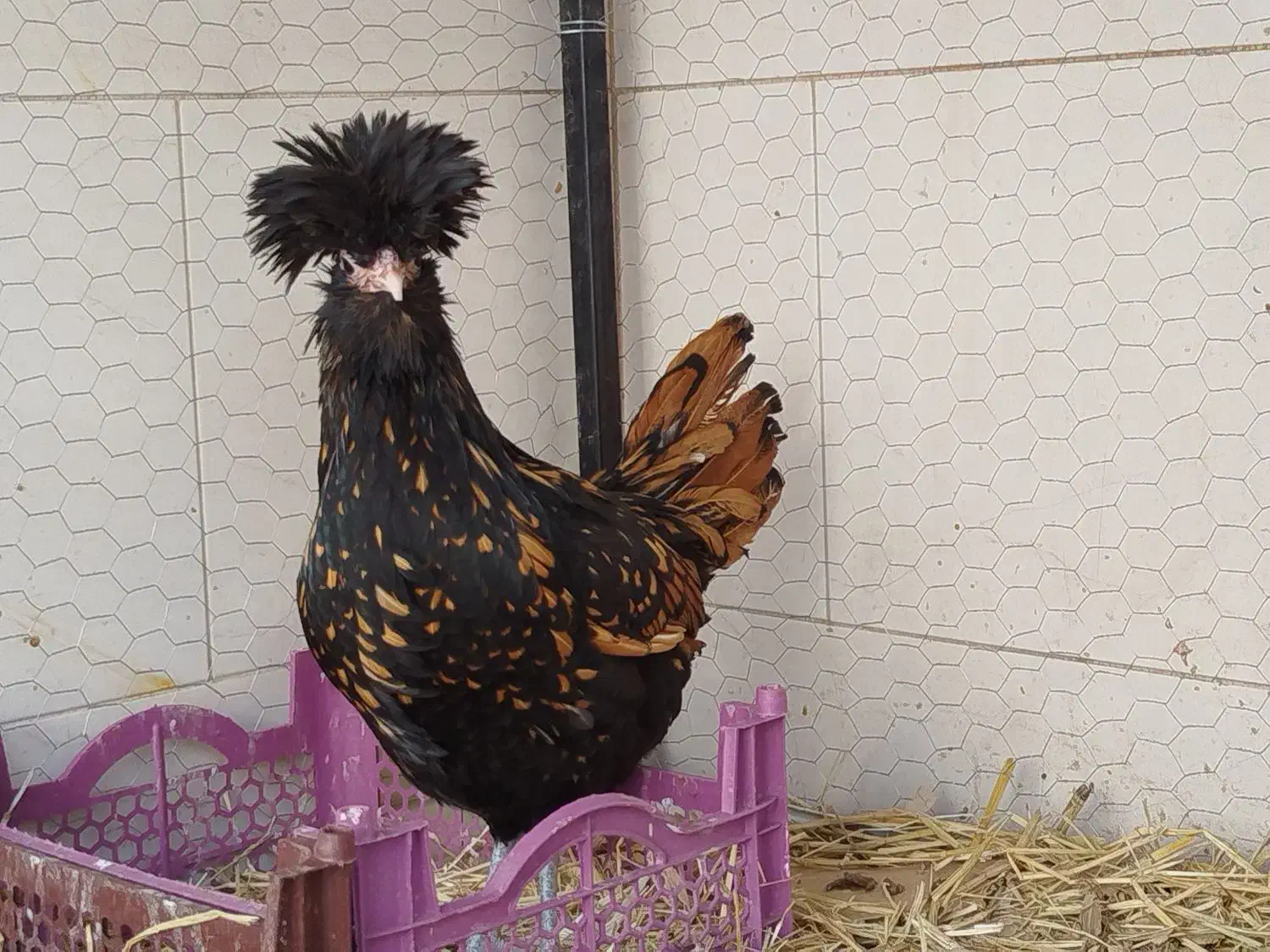 تخم مرغ نطفه دار نژاد پولند|حیوانات مزرعه|قم, علی آباد سعدگان|دیوار