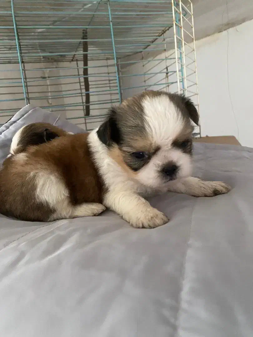 شیتزو سوپرفلت تری کالر|سگ|اردبیل, |دیوار