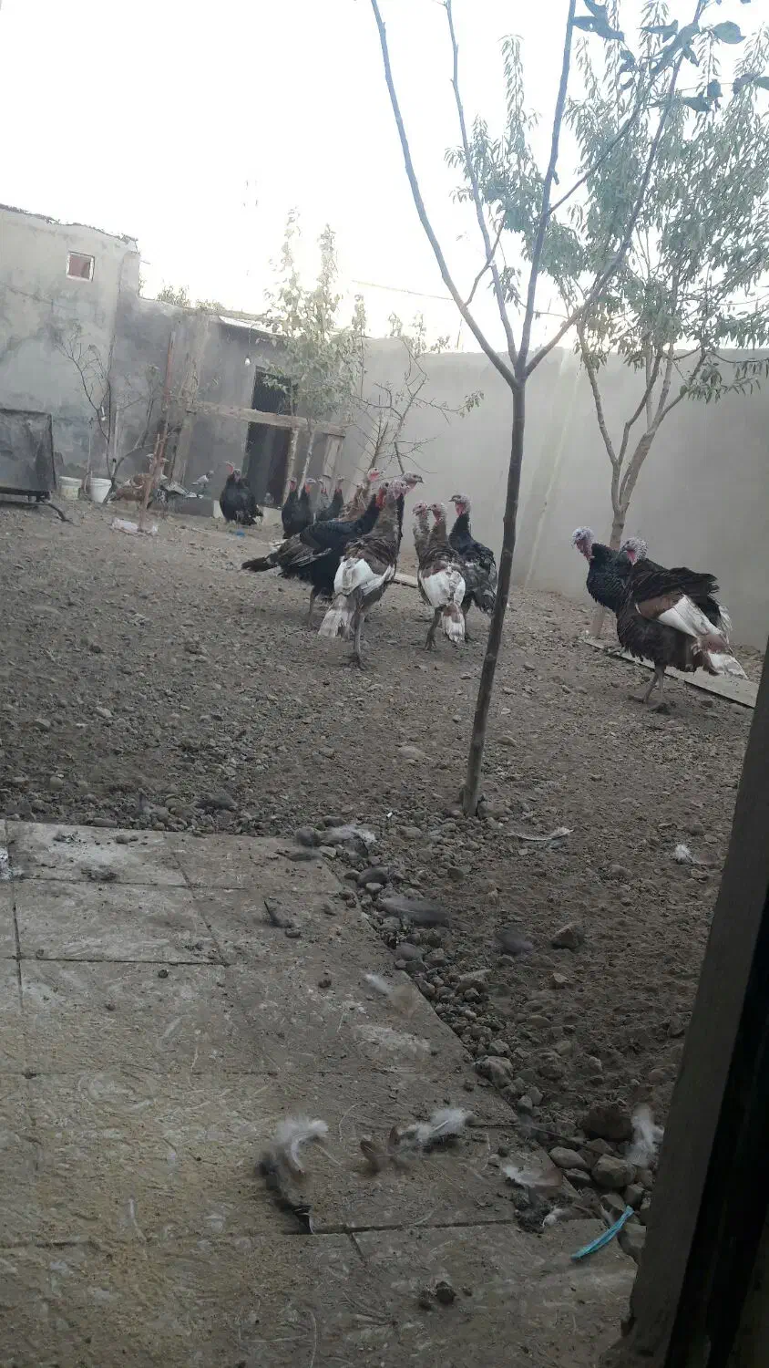 همه سرحال|حیوانات مزرعه|محمدیه-قزوین, |دیوار