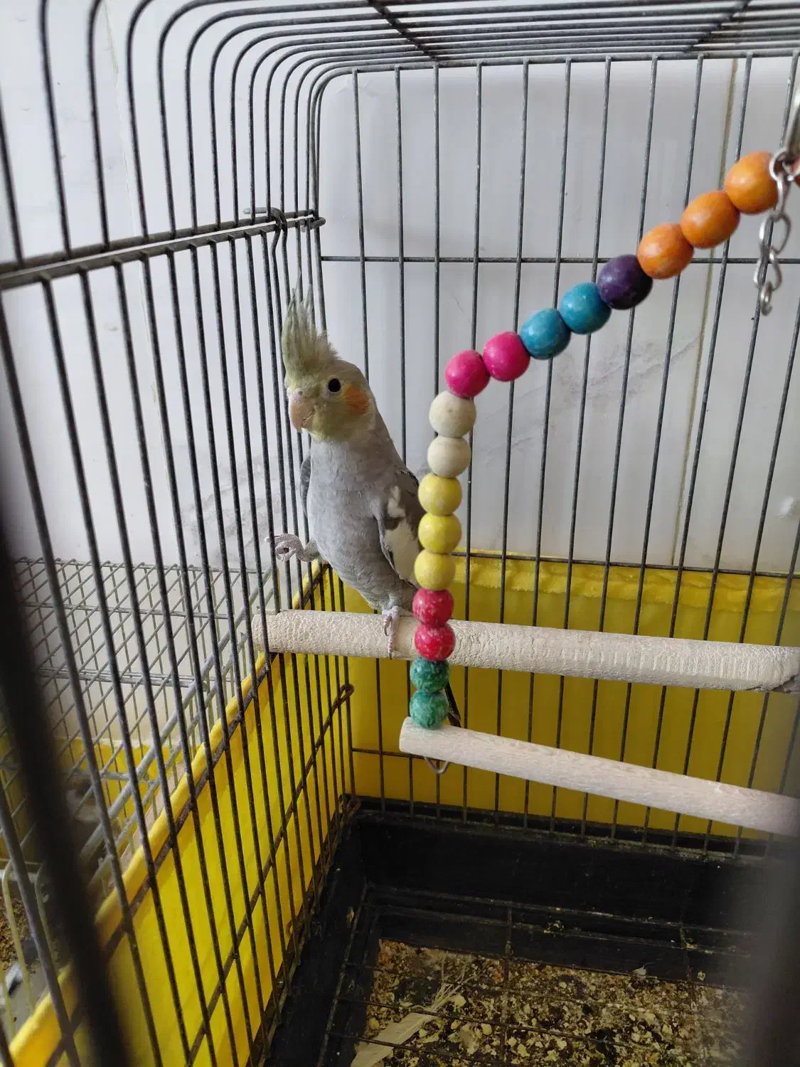 عروس هلندی|پرنده|ساوه, |دیوار