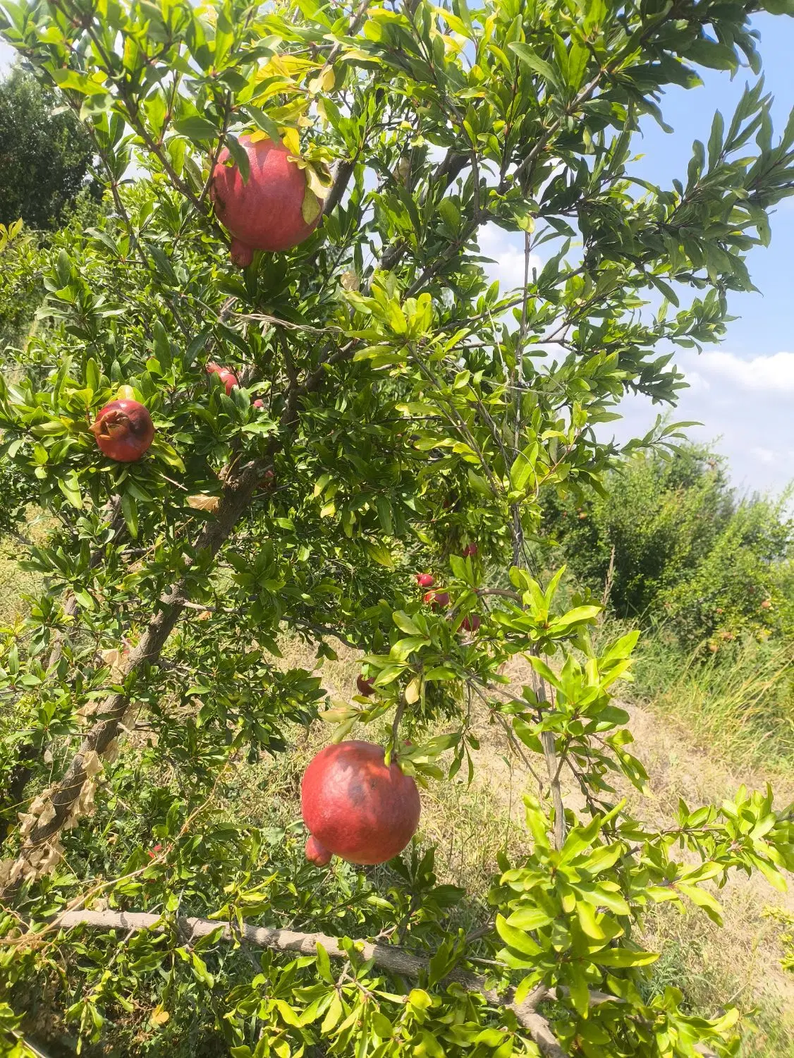 انار|خوردنی و آشامیدنی|گرمادوز, |دیوار