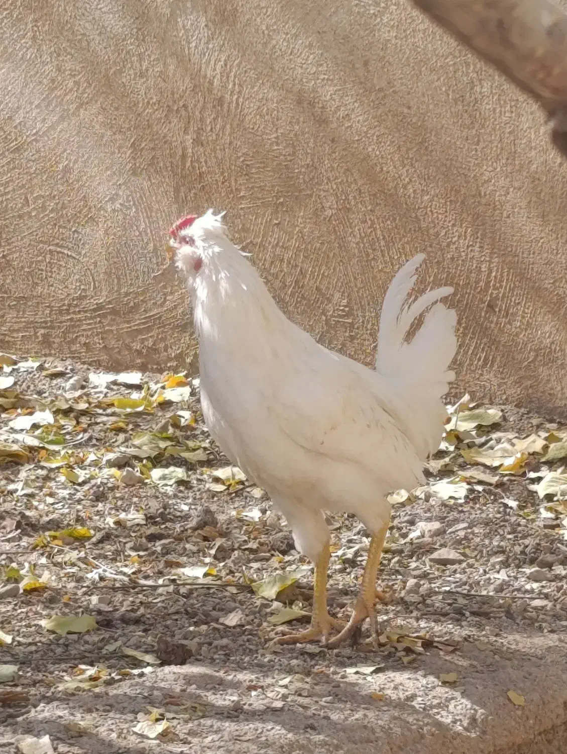 معاوضه ۳۰عددمرغ خروس گلین ۶ماهه بامرغ گلپایگانی|حیوانات مزرعه|رودهن, |دیوار