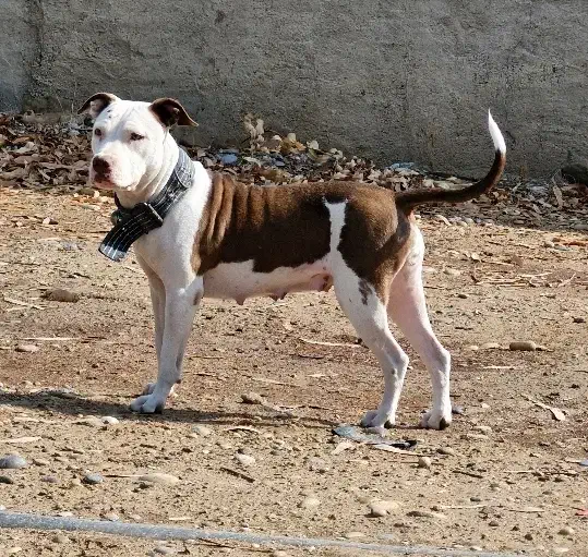 سگ پیتبول ماده|سگ|شوشتر, |دیوار