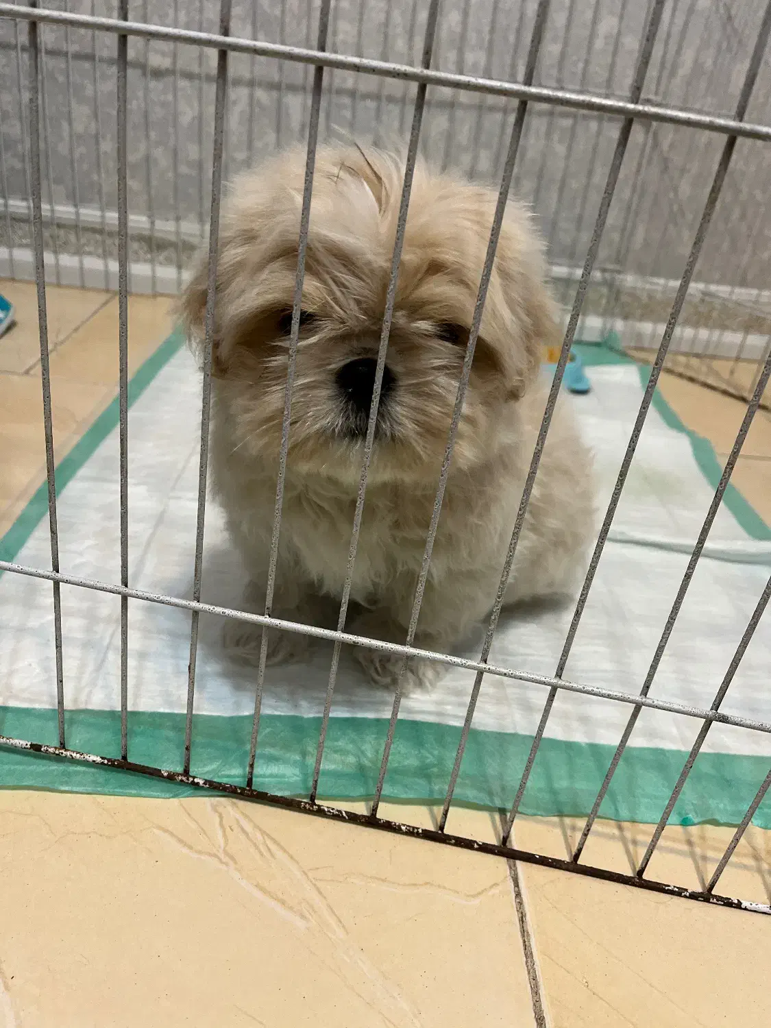 شیتزو سفید عروسکی|سگ|قزوین, |دیوار