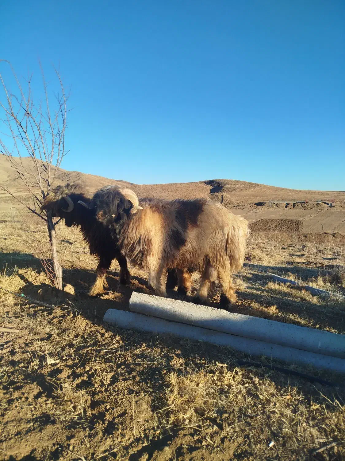 فروش بره قوچ|حیوانات مزرعه|فریدونشهر, |دیوار