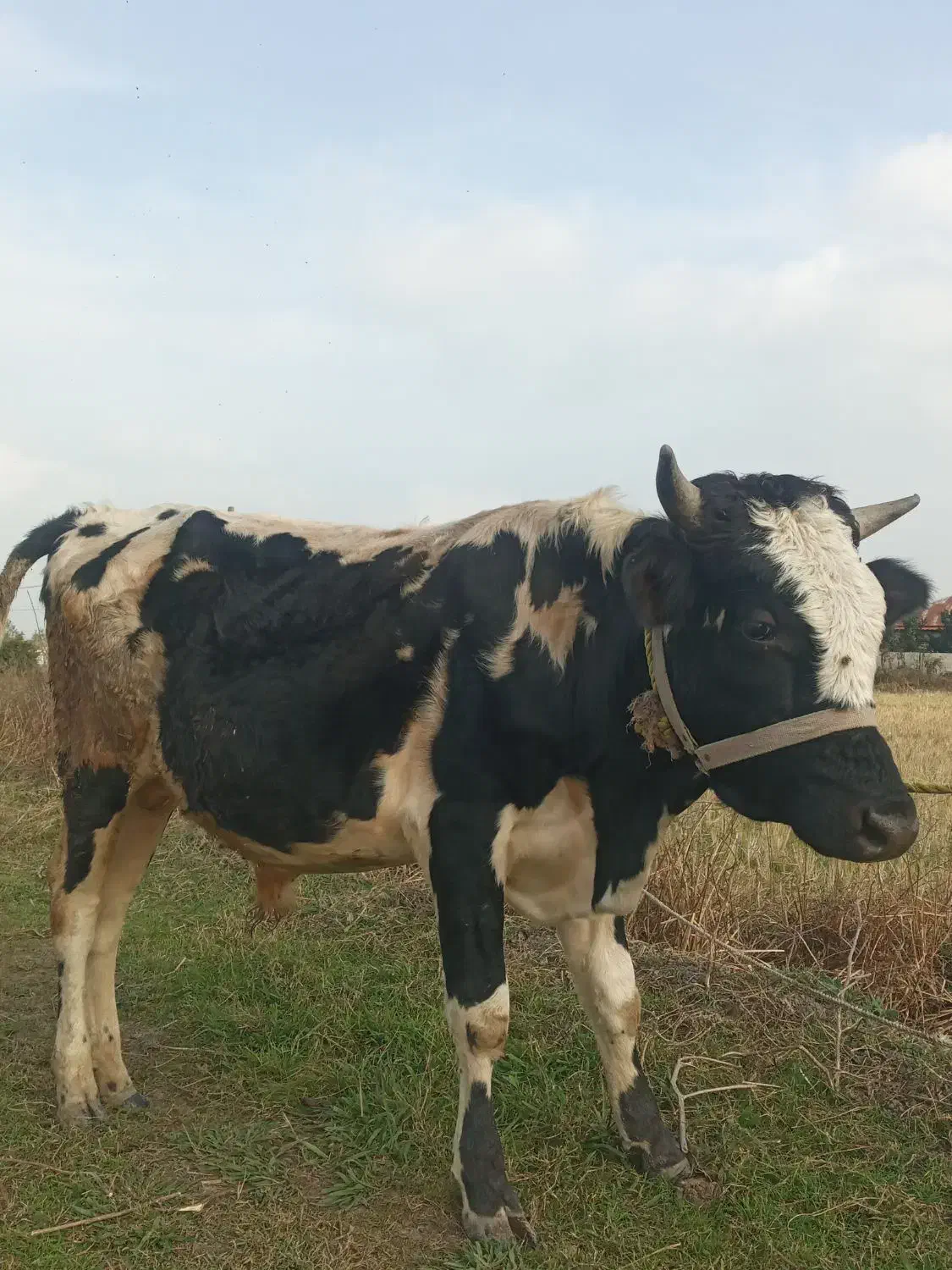 فروش گاو نر دورگ آمپولی|حیوانات مزرعه|گوراب زرمیخ, |دیوار