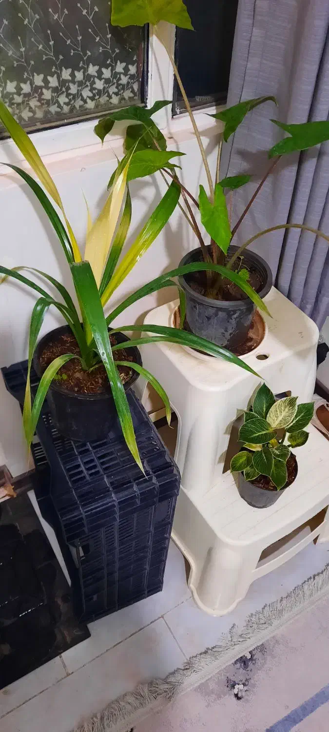 گل طبیعی|گل و گیاه طبیعی|کرج, باغستان|دیوار