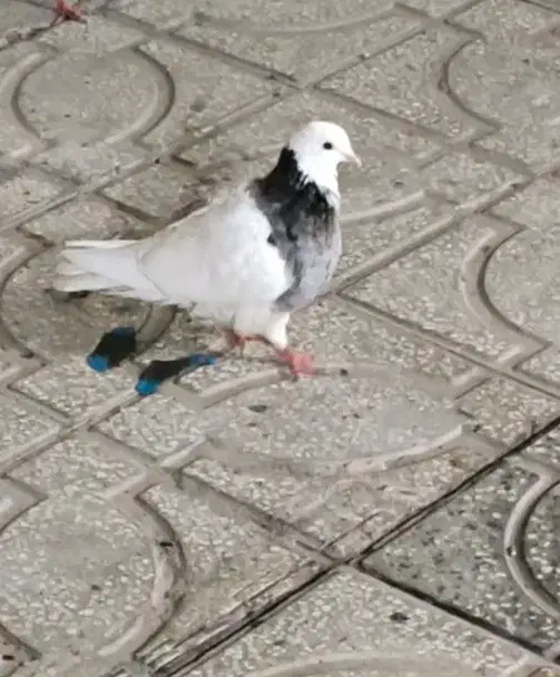 تعدادی کفتر|پرنده|یزد, |دیوار