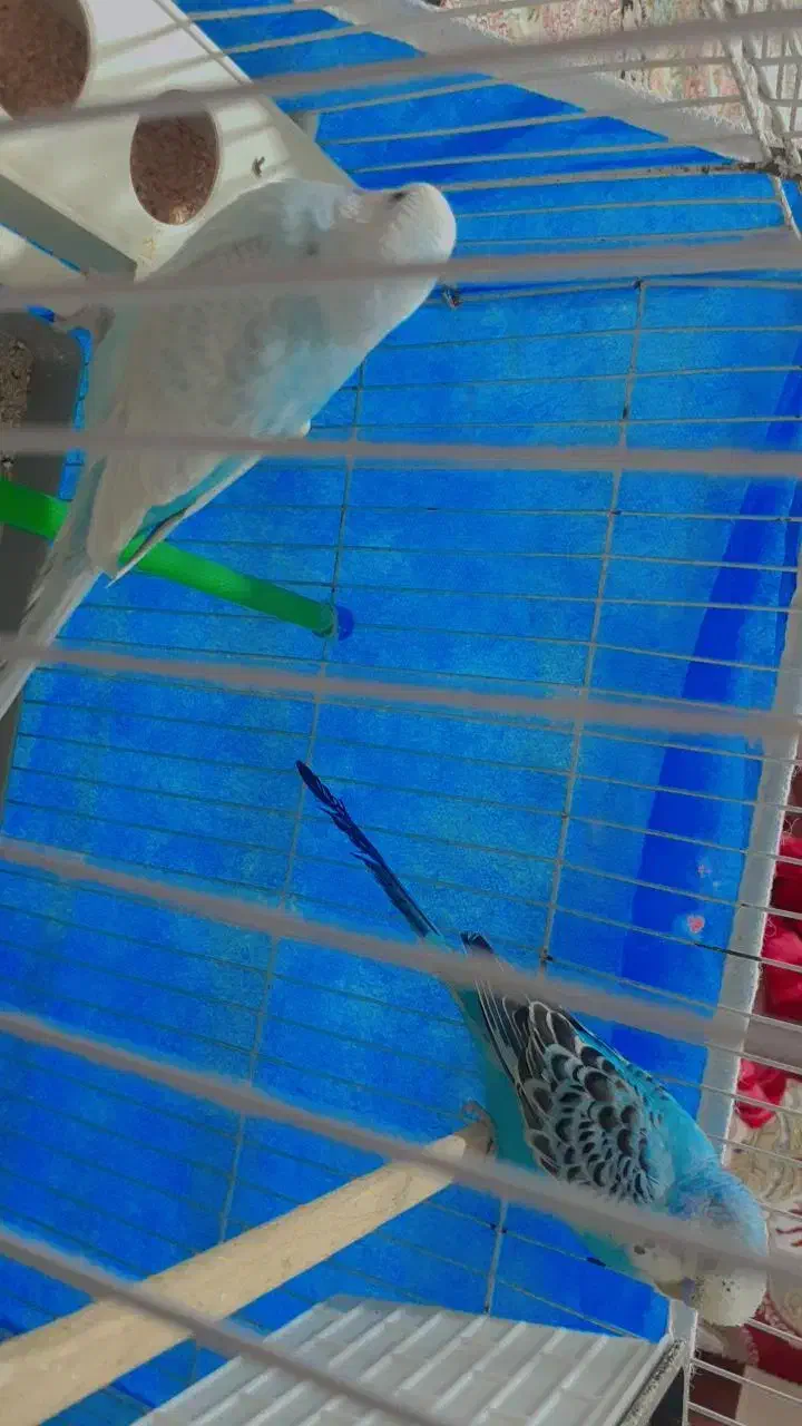 مرغ عشق|پرنده|بندر امام خمینی, |دیوار