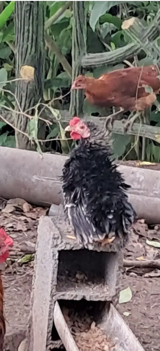 فروش یک جفت مرغ مینیاتوری|حیوانات مزرعه|نوشهر, |دیوار