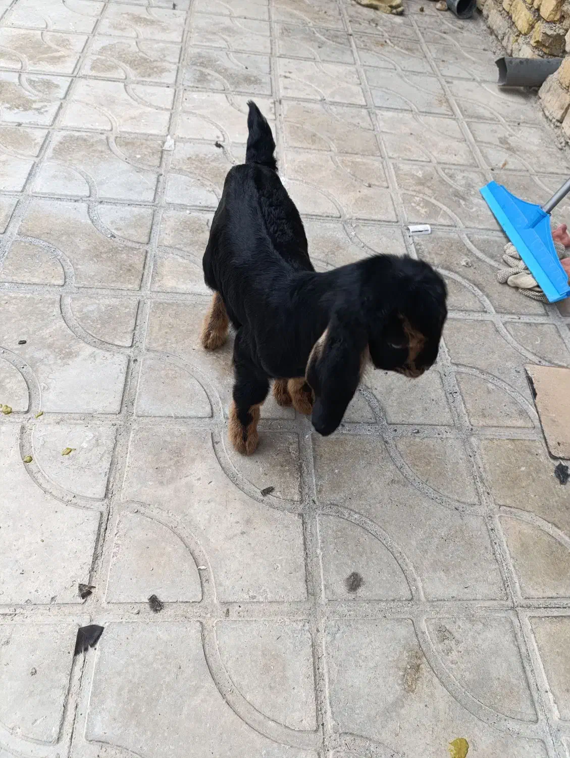 بره شیری|حیوانات مزرعه|کازرون, |دیوار