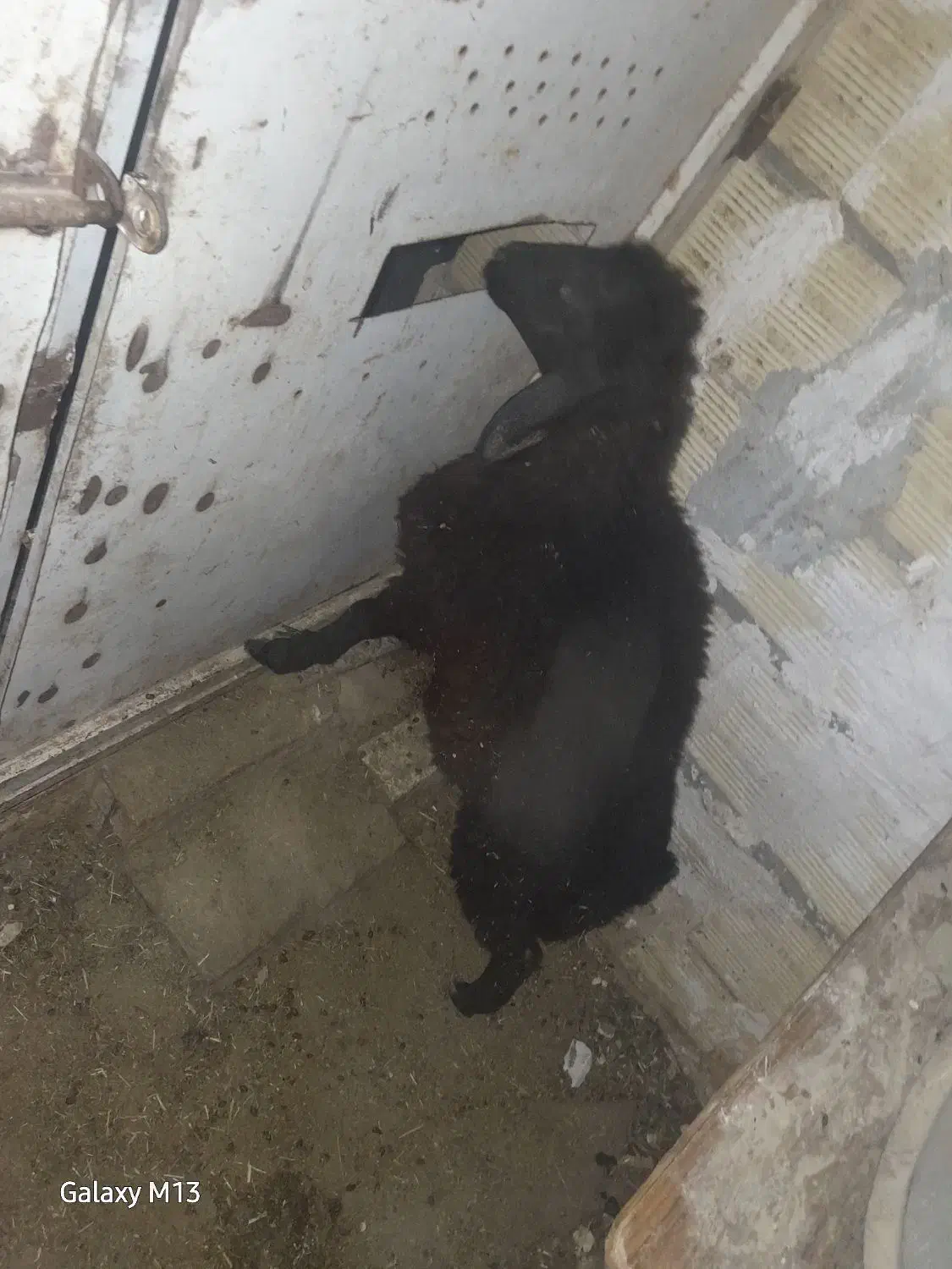 بزغاله ماده و بره|حیوانات مزرعه|قم, زند آباد|دیوار