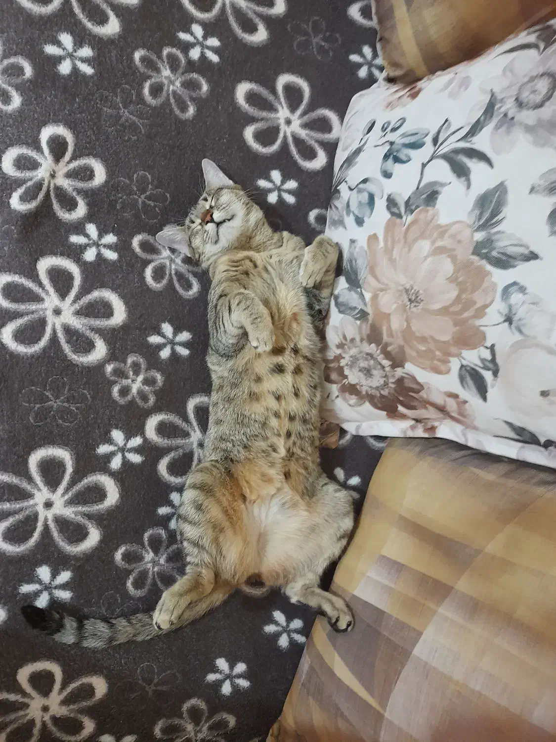 گربه مادهdsh|گربه|رودهن, |دیوار