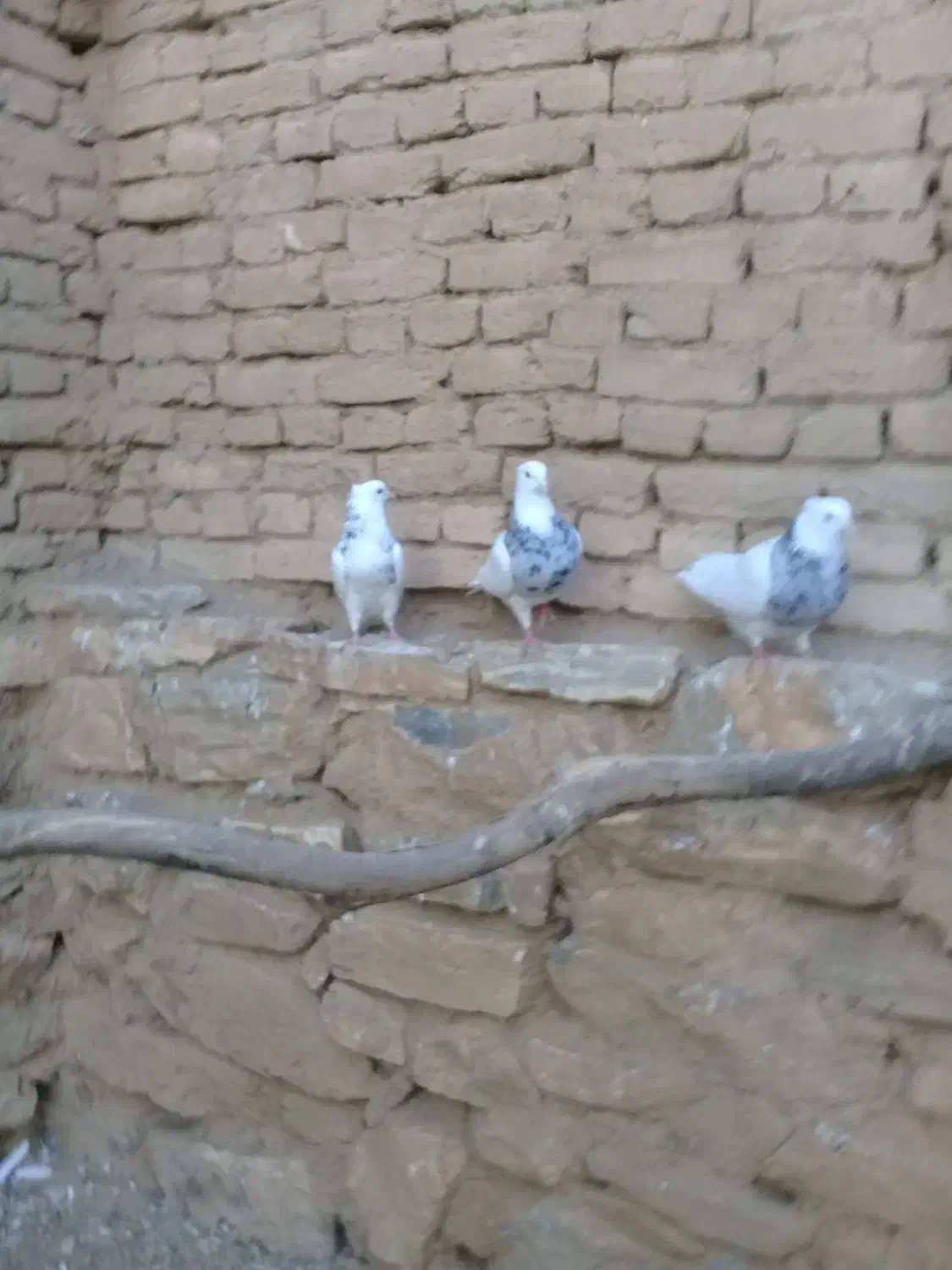 طوقی|پرنده|کنگاور, |دیوار