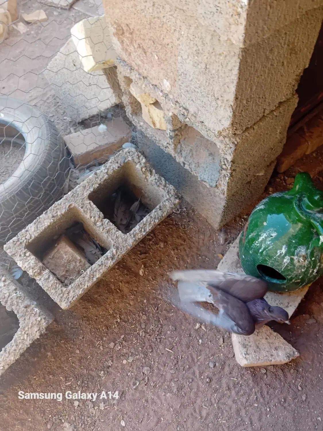 ۲۳۰ هزارتومان|پرنده|اژیه, |دیوار