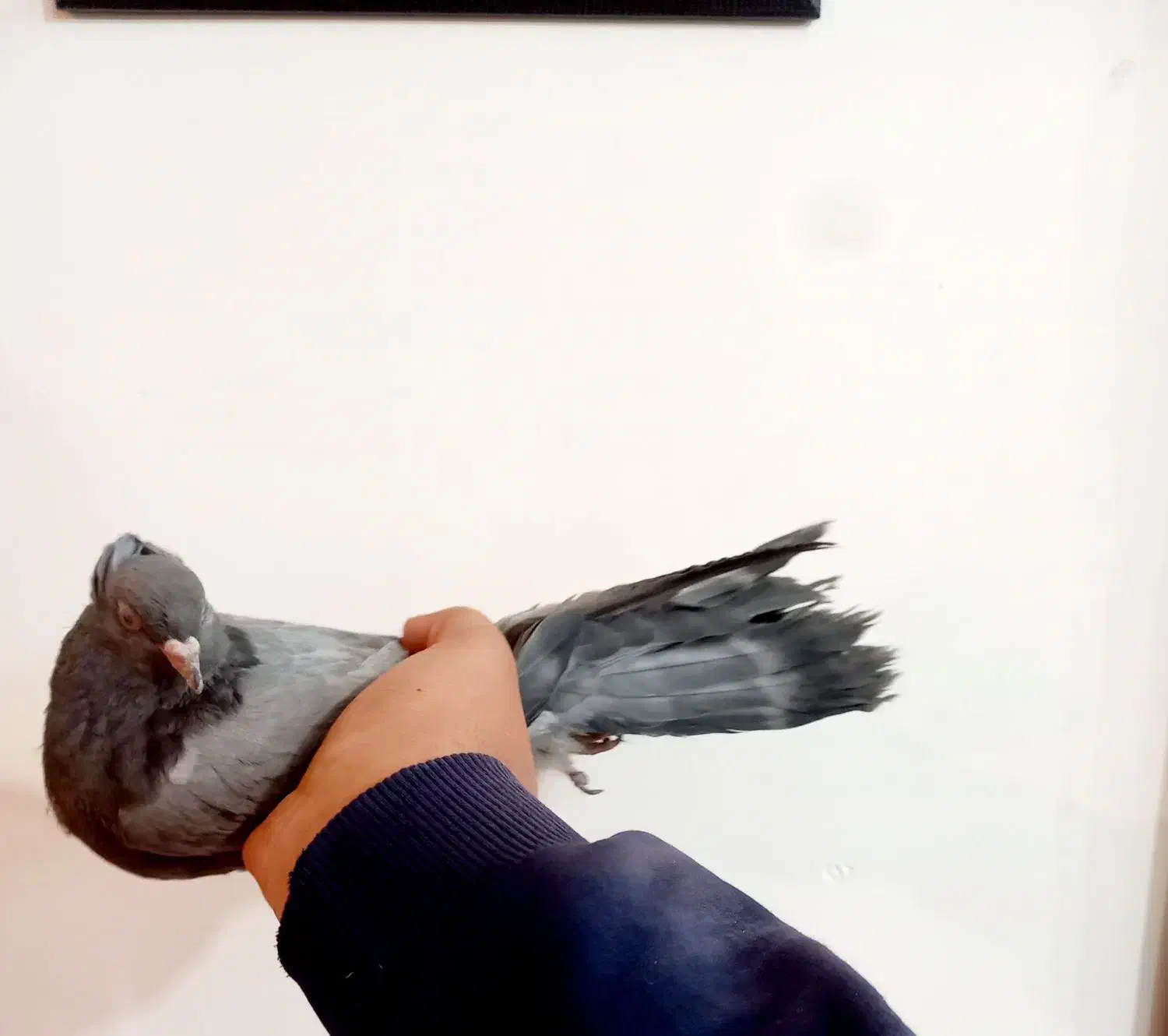 کبوتر سبز کاکلی به شرط|پرنده|شهرکرد, |دیوار