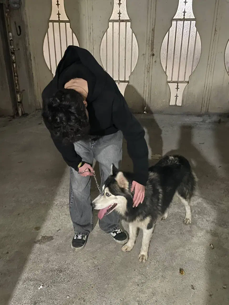 سگ هاسکی چشم ابی فوری|سگ|رشت, سلیمانداراب|دیوار