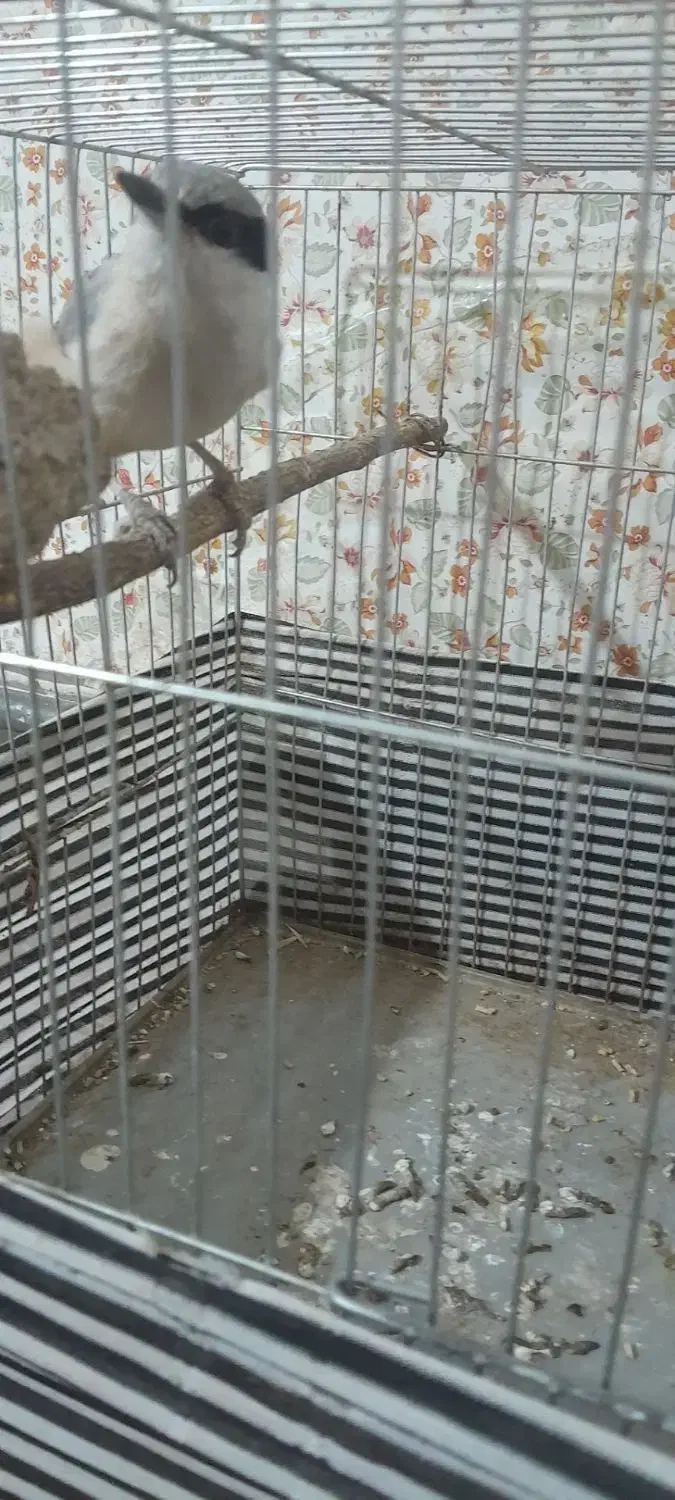 فروش کمر کوهی|پرنده|کوهدشت, |دیوار